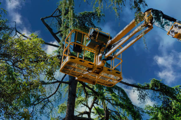 East Quincy, CA Tree Removal and Landscaping Services Company